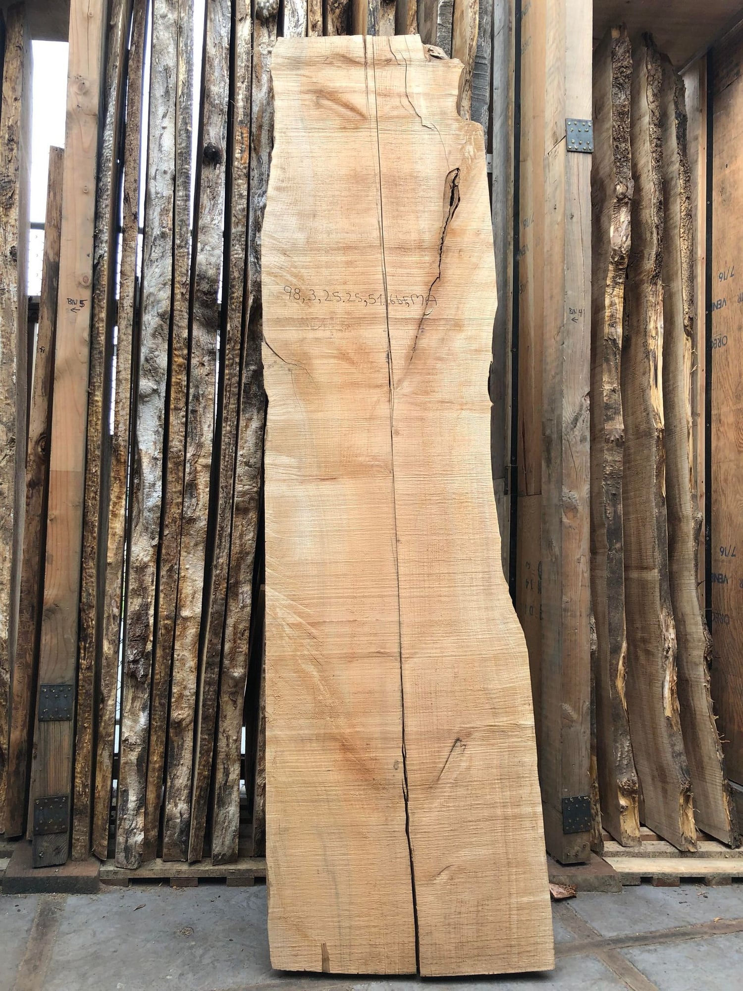 Big Leaf Maple